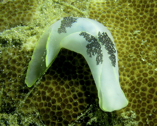  Chelidonura amoena (Headshield Slug)